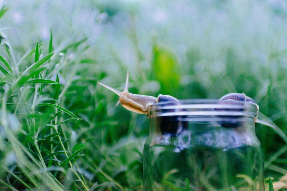 Free Image of Snail curiously exploring the rim of a glass jar 