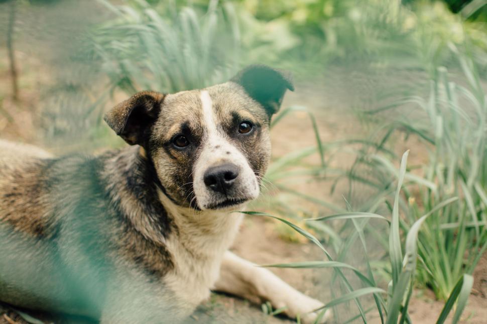 Free Image of Alert dog lying in the garden surrounded by grass 