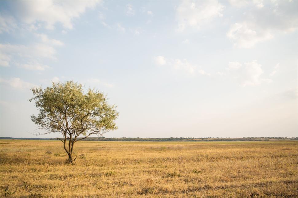 Free Image of Lone tree standing in vast open grassy field 