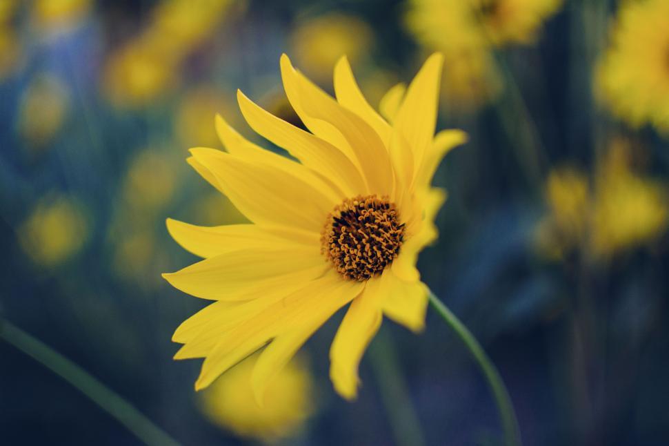 Free Image of Single yellow sunflower with a dark center basking 