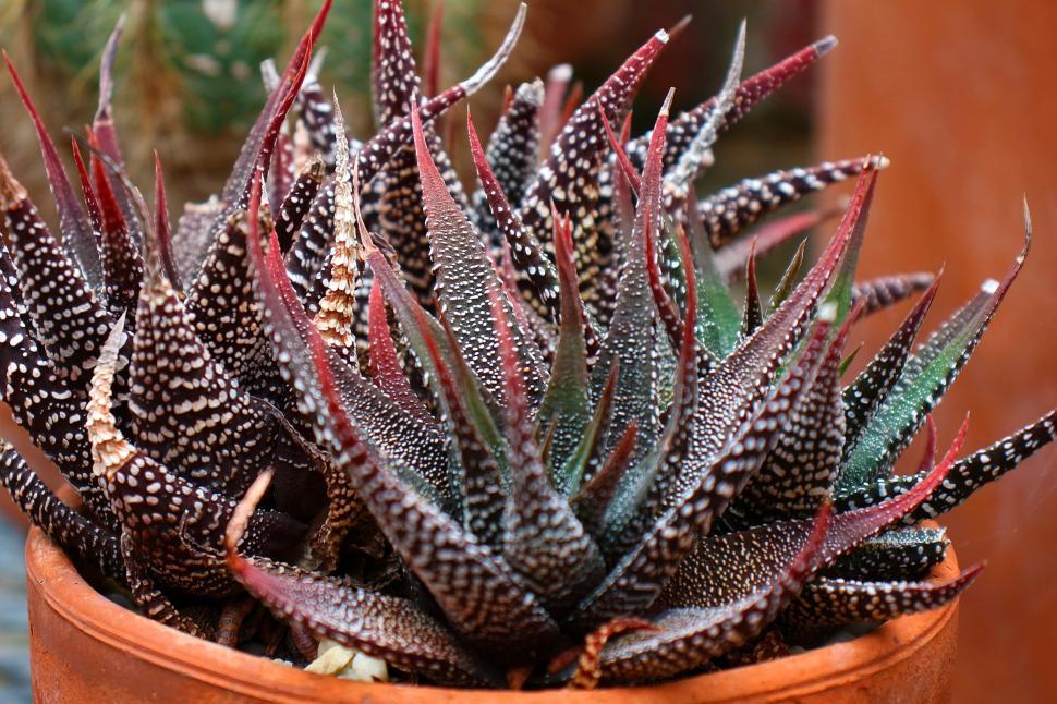 Free Image of Haworthiopsis Attenuata 