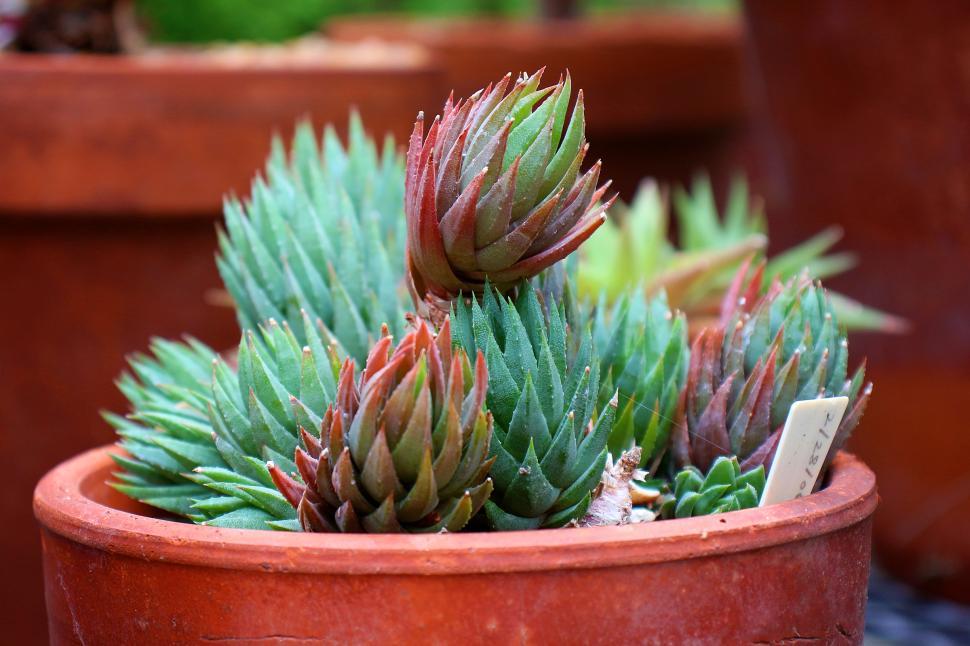 Free Image of Echeveria Calderoniae Succulent 