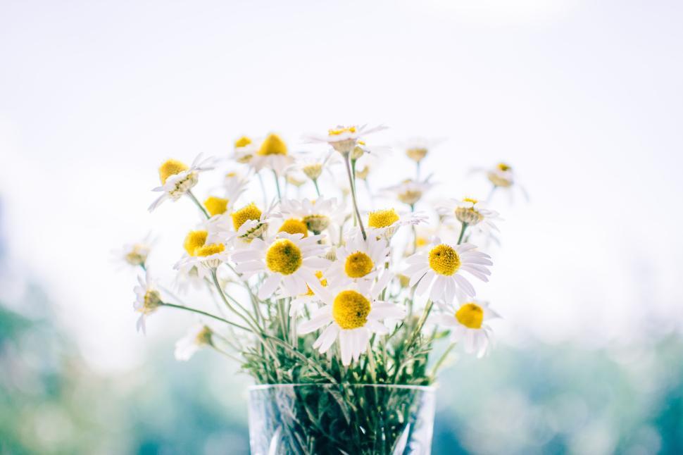 Free Image of A beautiful bouquet of white daisies in a clear vase 