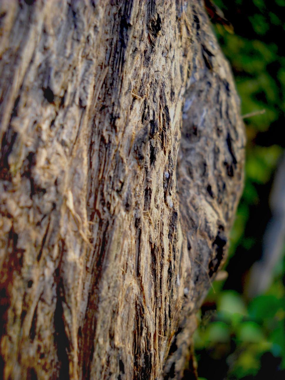 Free Image of Bird Perched on Tree Branch 