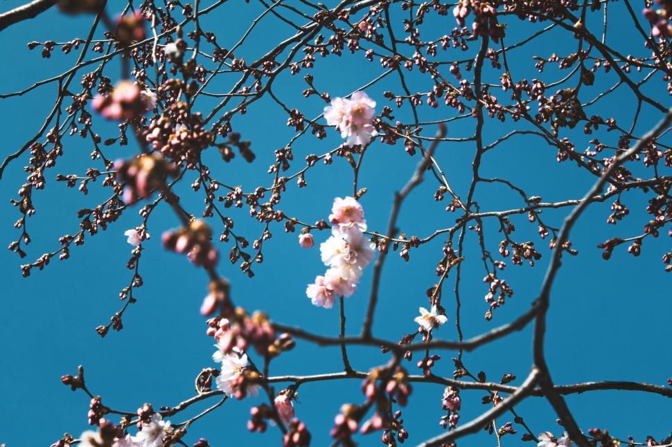 Free Image of Close-up of blooming cherry blossoms against the sky 