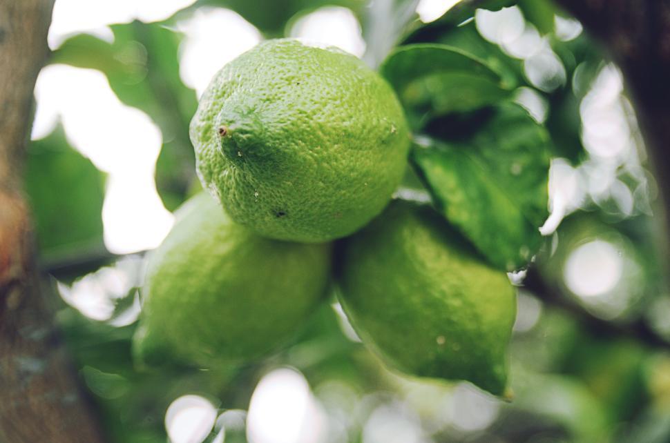 Free Image of Close-Up of Green Lemons Hanging on Tree Branch 