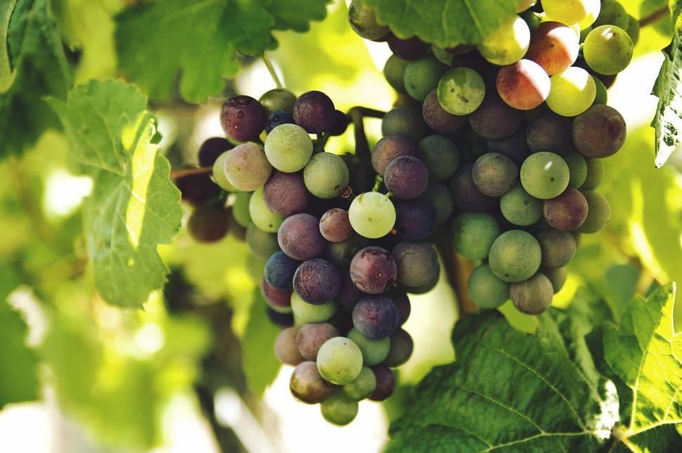 Free Image of Clusters of ripe and unripe grapes hanging on vines. 