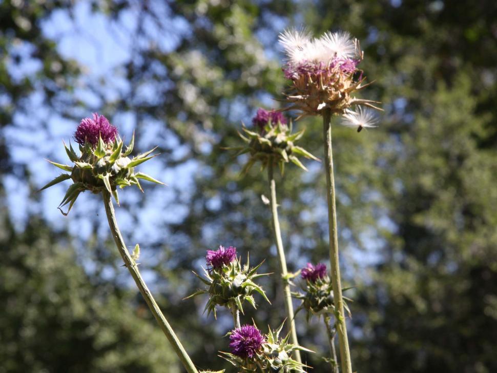 Free Stock Photo of Cirsium thistle 1 | Download Free Images and Free ...