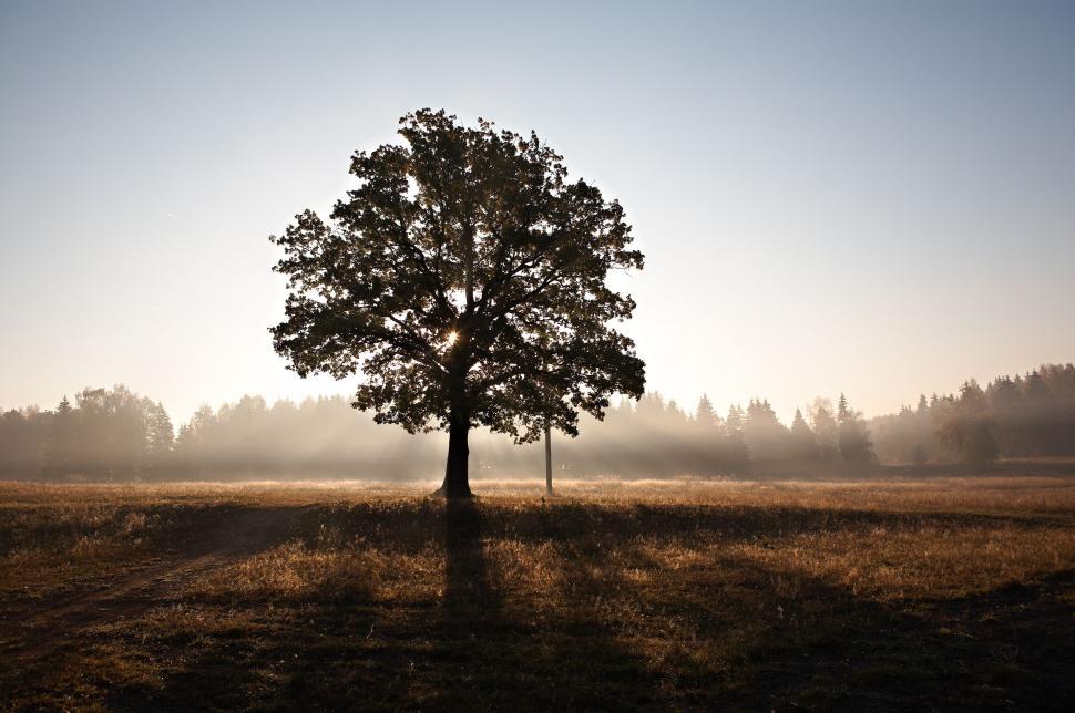 Free Image of Silhouette of a lone tree in a field with sunrise backdrop 