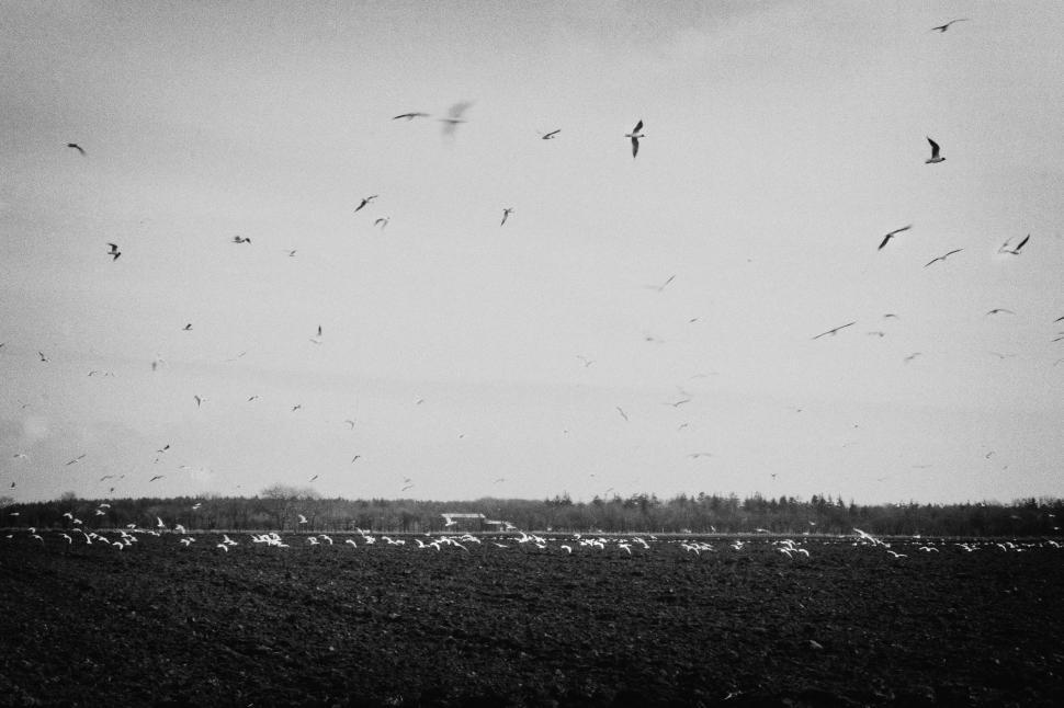 Free Image of Black and white image of birds flying over a field 