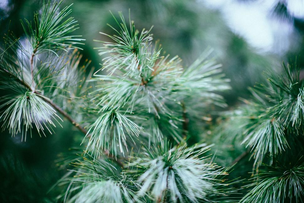 Free Image of Close-up of pine needles on green branches outdoors. 