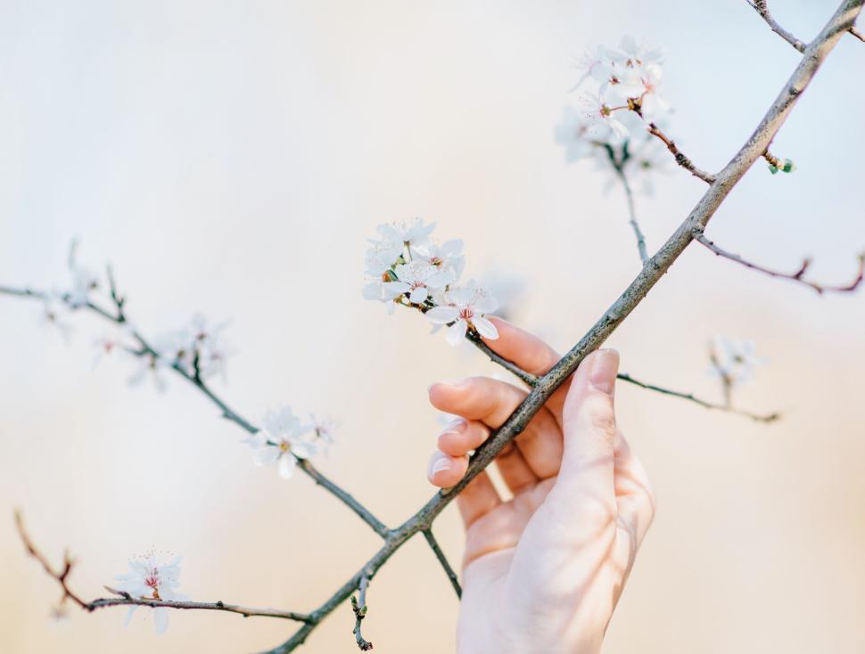 Free Image of Hand touching a branch of white flowers on a tree. 