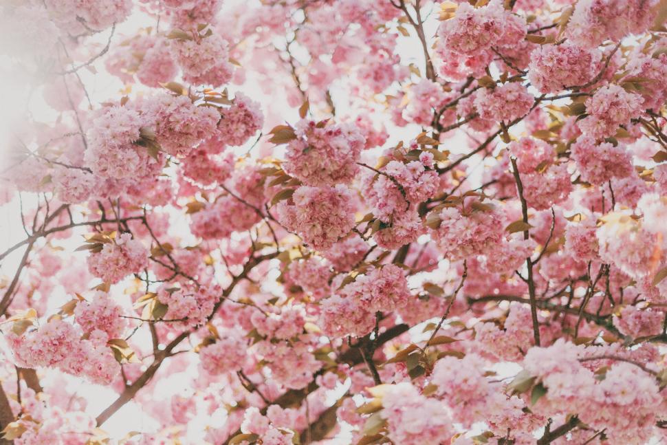 Free Image of Cherry blossom tree with vibrant pink flowers in bloom 