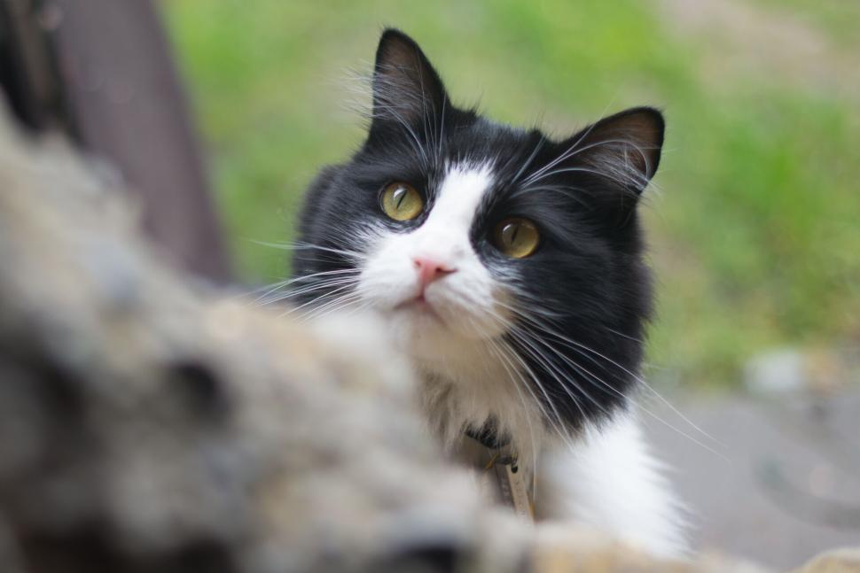 Free Image of Black and white cat looking curiously at an object 