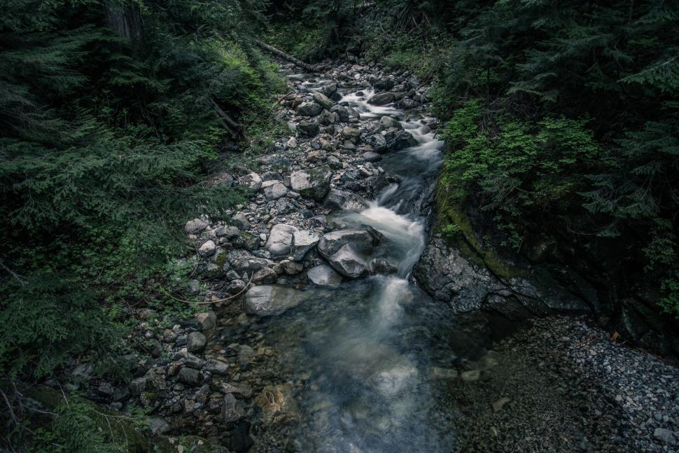 Free Image of Flowing creek with rocky banks in a lush green forest 