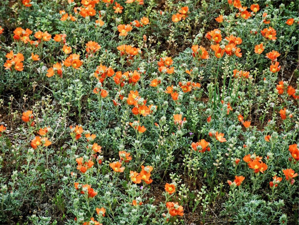 Free Image of Field full of vibrant orange flowers in full bloom 