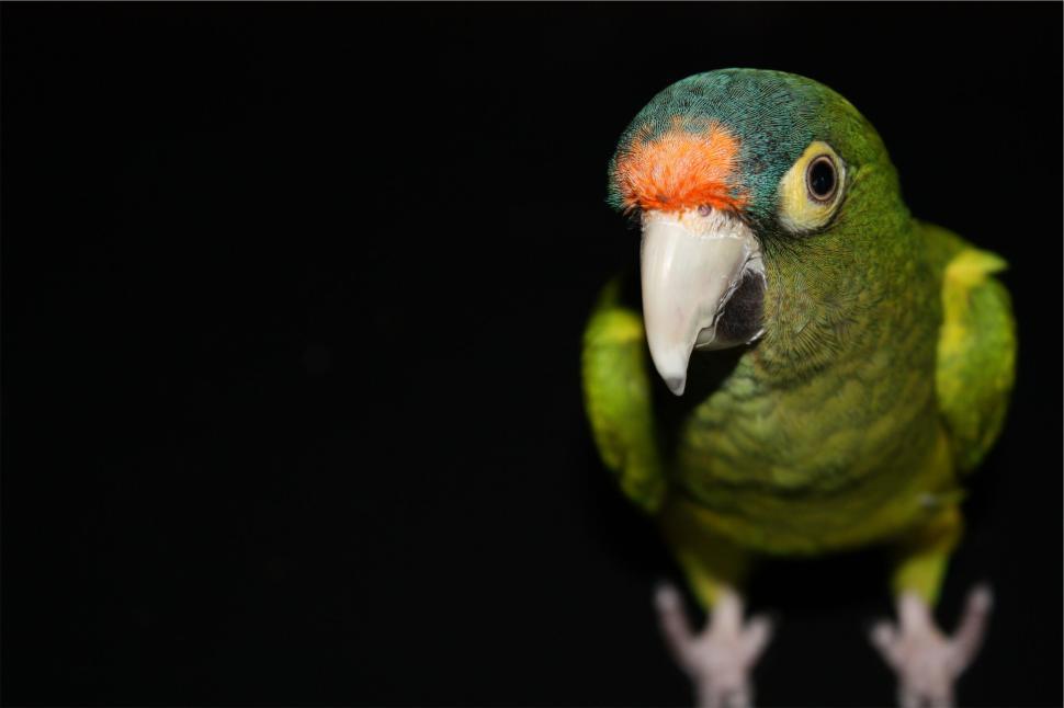 Free Image of Close-up of a parrot with vibrant colors on black background 