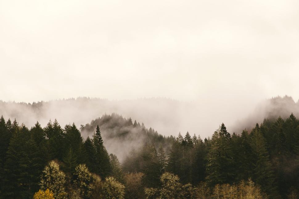 Free Image of Foggy mist hovers over dense evergreen forest hills 