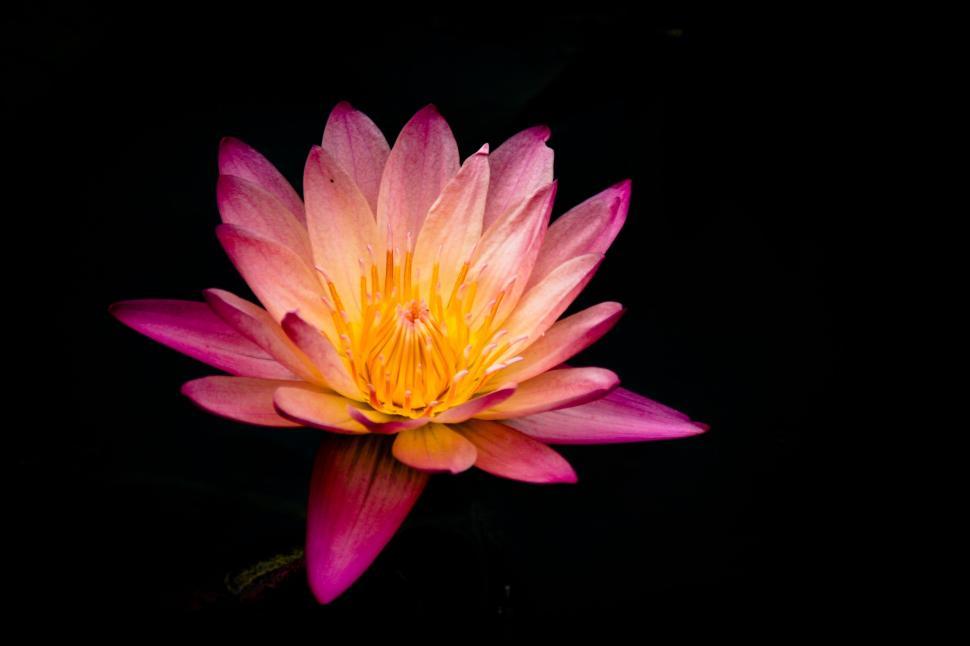Free Image of Pink water lily with vibrant petals on dark, clear water 