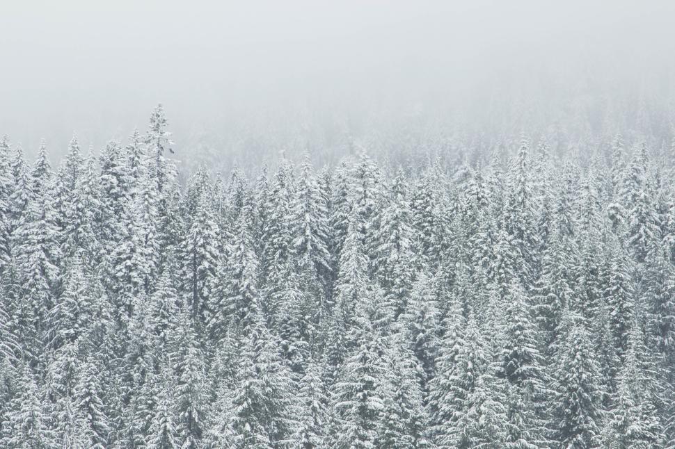 Free Image of Snow-covered forest with dense trees in a tranquil scene 