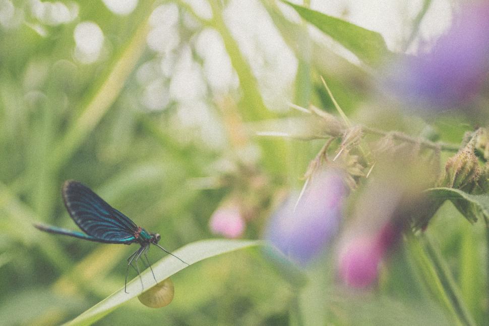 Free Image of Macro Shot of a Colorful Dragonfly Sitting on a Leaf 