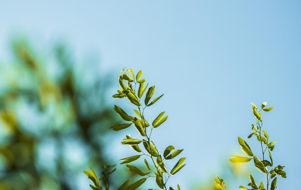 Free Image of Vivid green leaves reaching towards a clear blue sky 