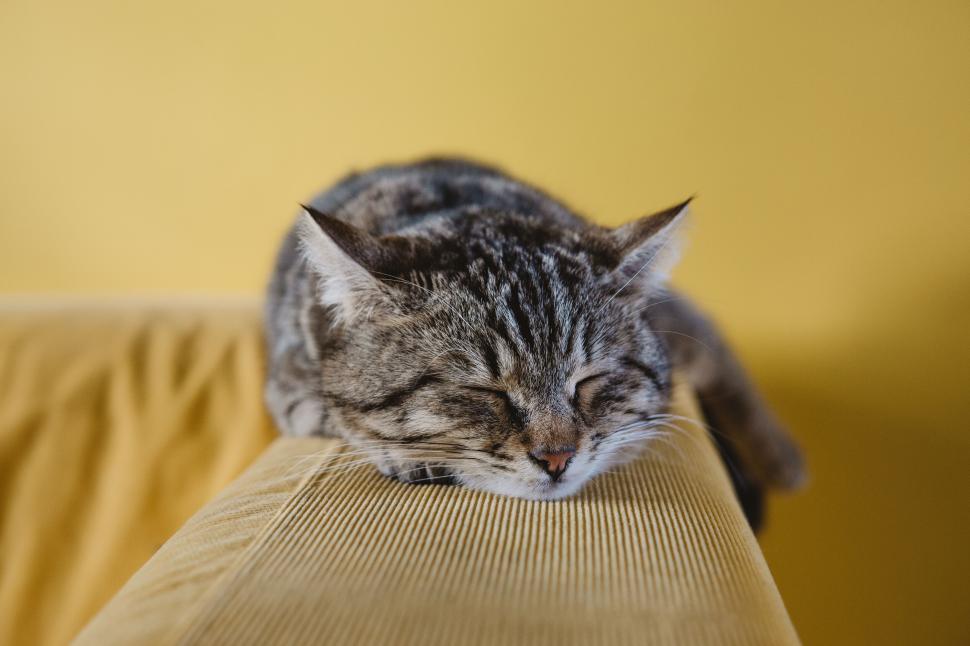 Free Image of Sleeping cat on yellow couch with closed eyes relaxed. 