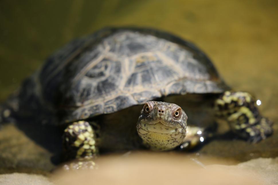 Free Image of A turtle in water close up with background blurred. 