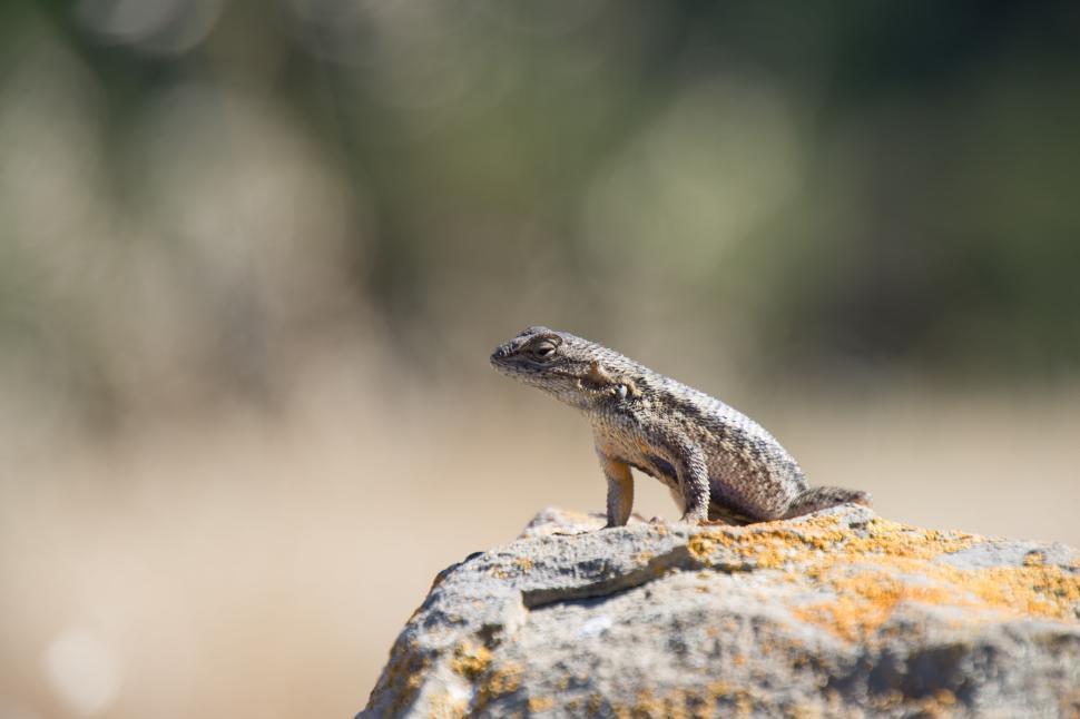 Free Image of Close-up of a lizard basking on a sunlit rock outdoors. 