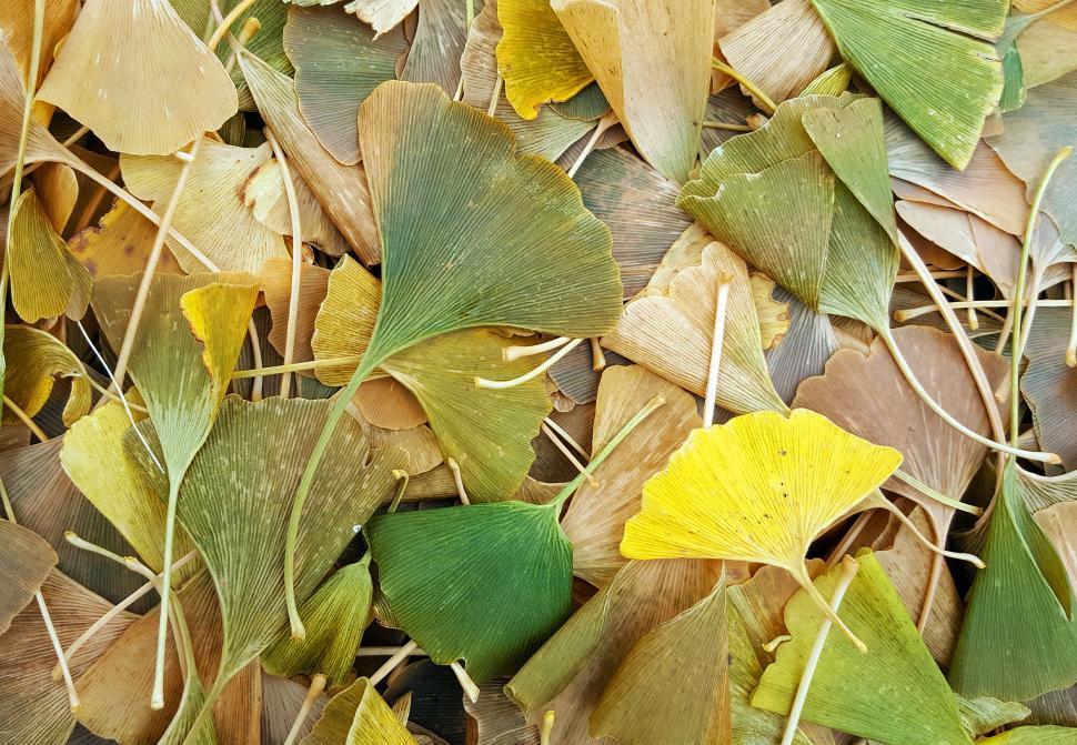 Free Image of Ginkgo Leaves on Ground 