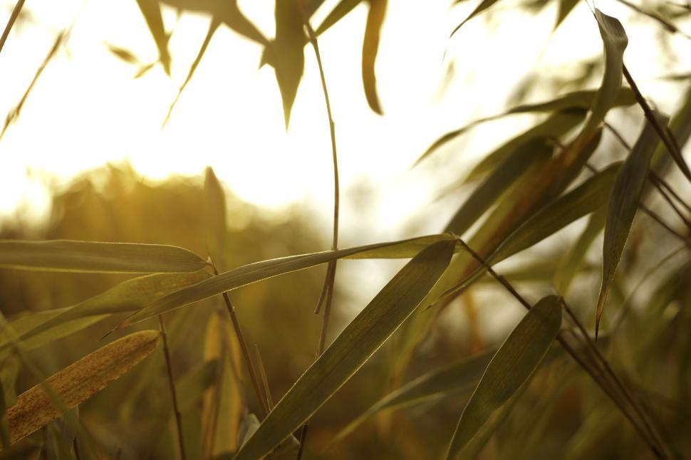 Free Image of Close-up view of leafy branches with sunlight peeking through. 