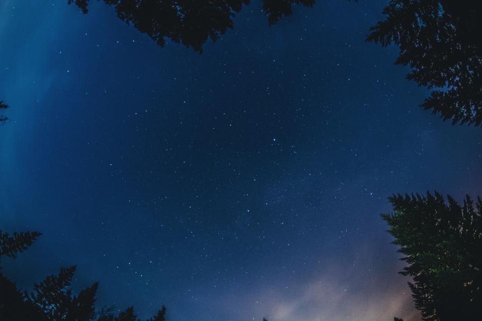 Free Image of Star-filled night sky with silhouettes of trees below. 