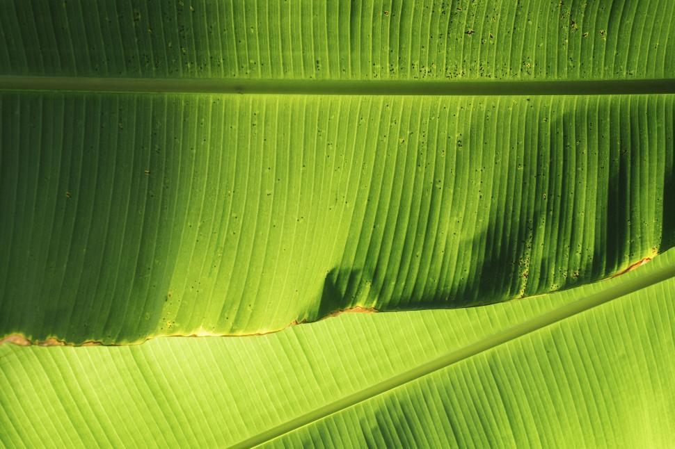 Free Image of Closeup view of vibrant green leaf with linear patterns 