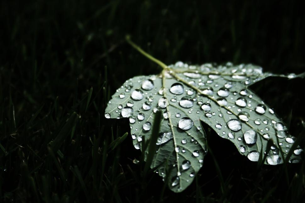 Free Image of Green leaf covered in raindrops resting on dark grass 