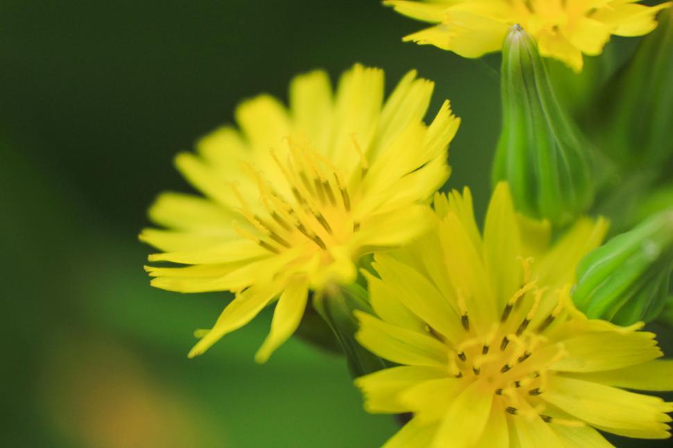 Free Image of Close-up of yellow flowers with green buds background 