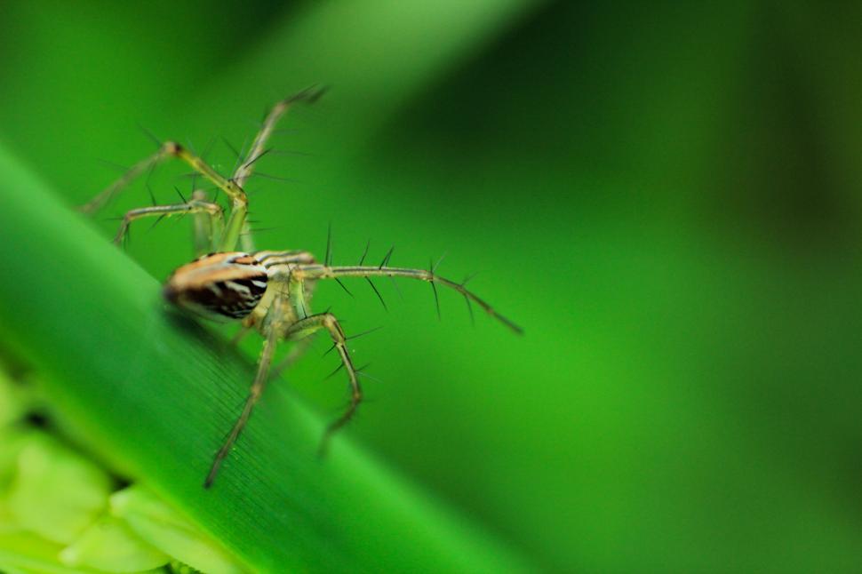 Free Image of A close-up of a spider on a green leaf surface 