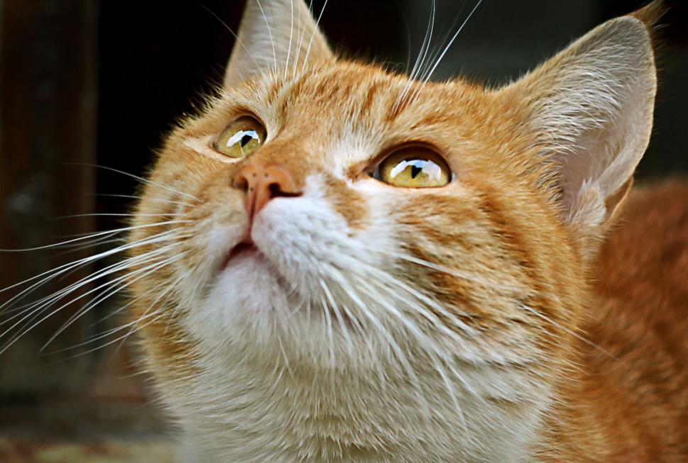 Purr-fect Harmony: 7 Simple Ways to Deepen Your Bond with Your Feline Friend