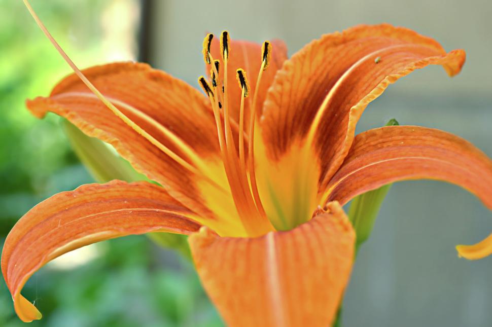 Free Image of Close-up of vibrant orange lily in full bloom 