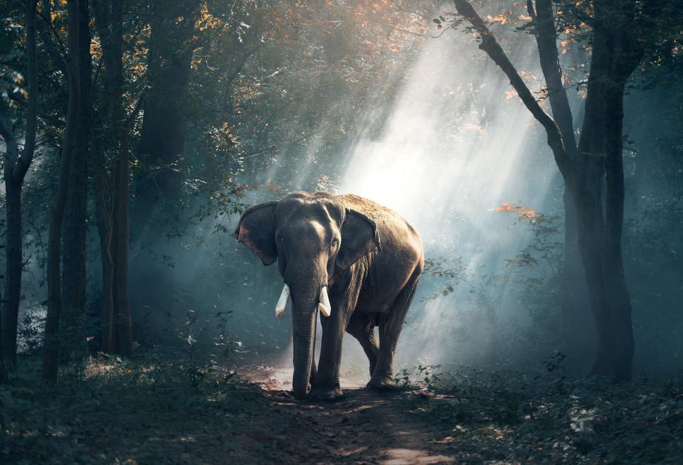 Free Image of Majestic elephant in forest illuminated by morning sunlight 