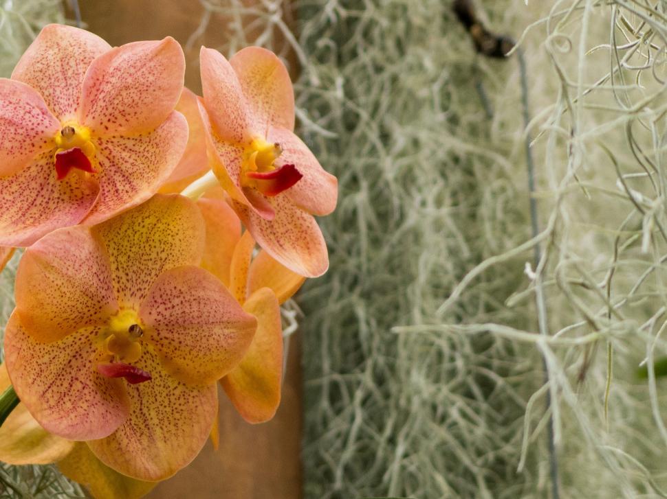 Free Image of Vanda Orchid With Orange Flowers 