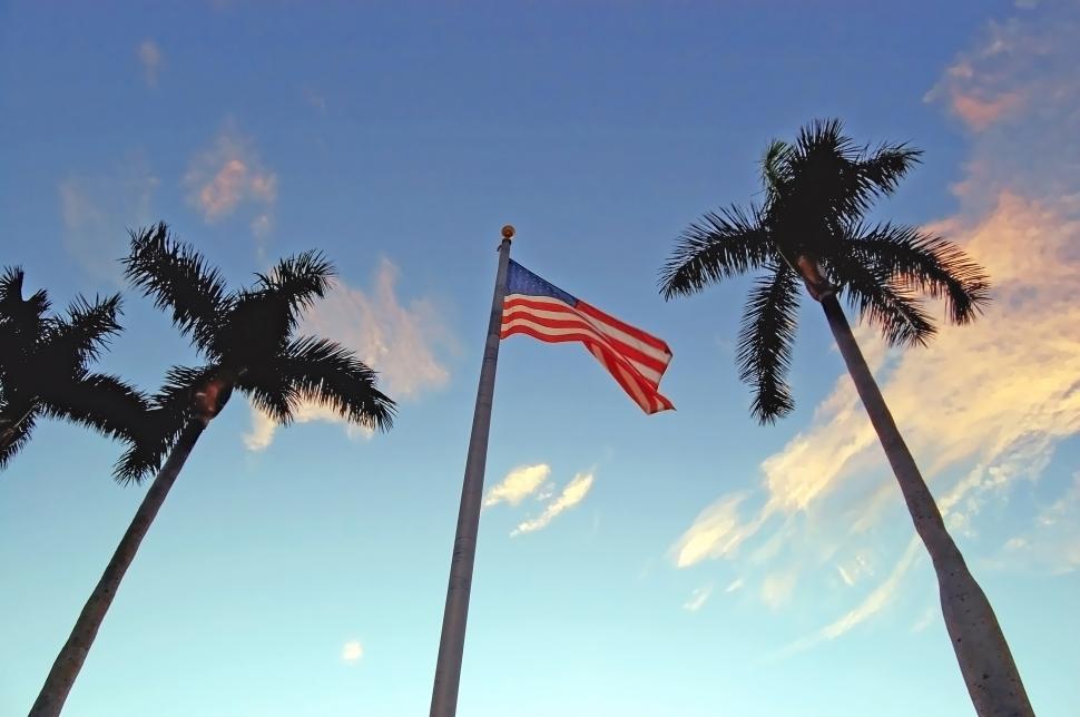 Free Stock Photo of Tree palms and flag Download Free Images and Free