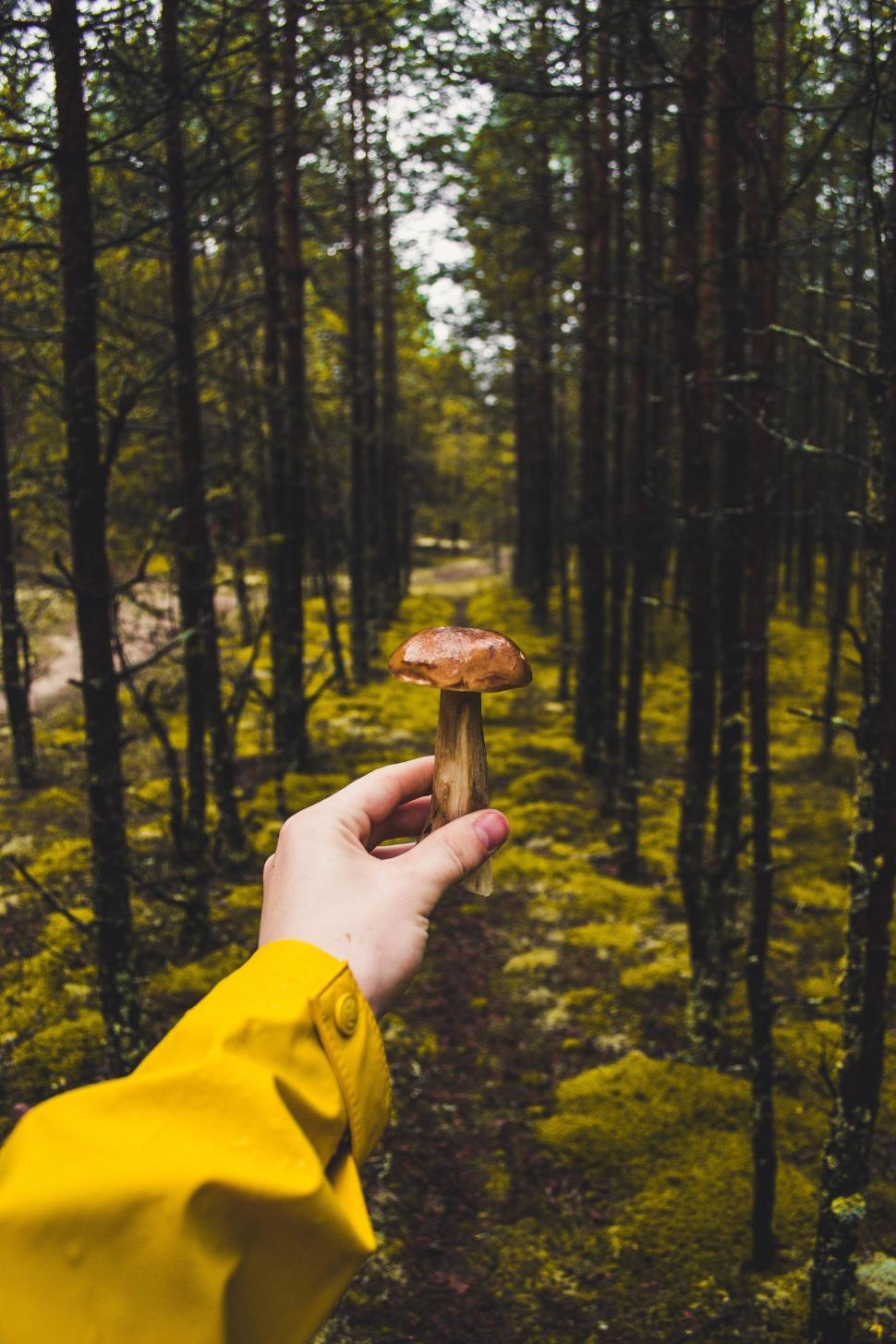 Free Image of Hand holding mushroom in forest with tall trees 