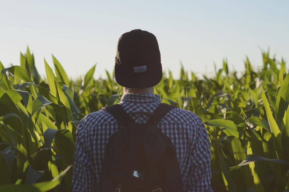 Free Image of Person in checked shirt standing in a green cornfield 