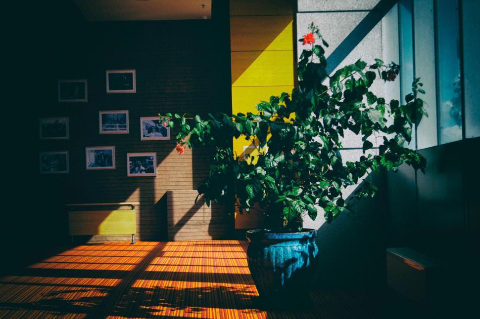 Free Image of Sun-dappled indoor plant in bright corner of a room 