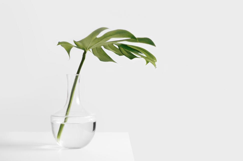Free Image of Glass vase with green monstera leaf on white table 