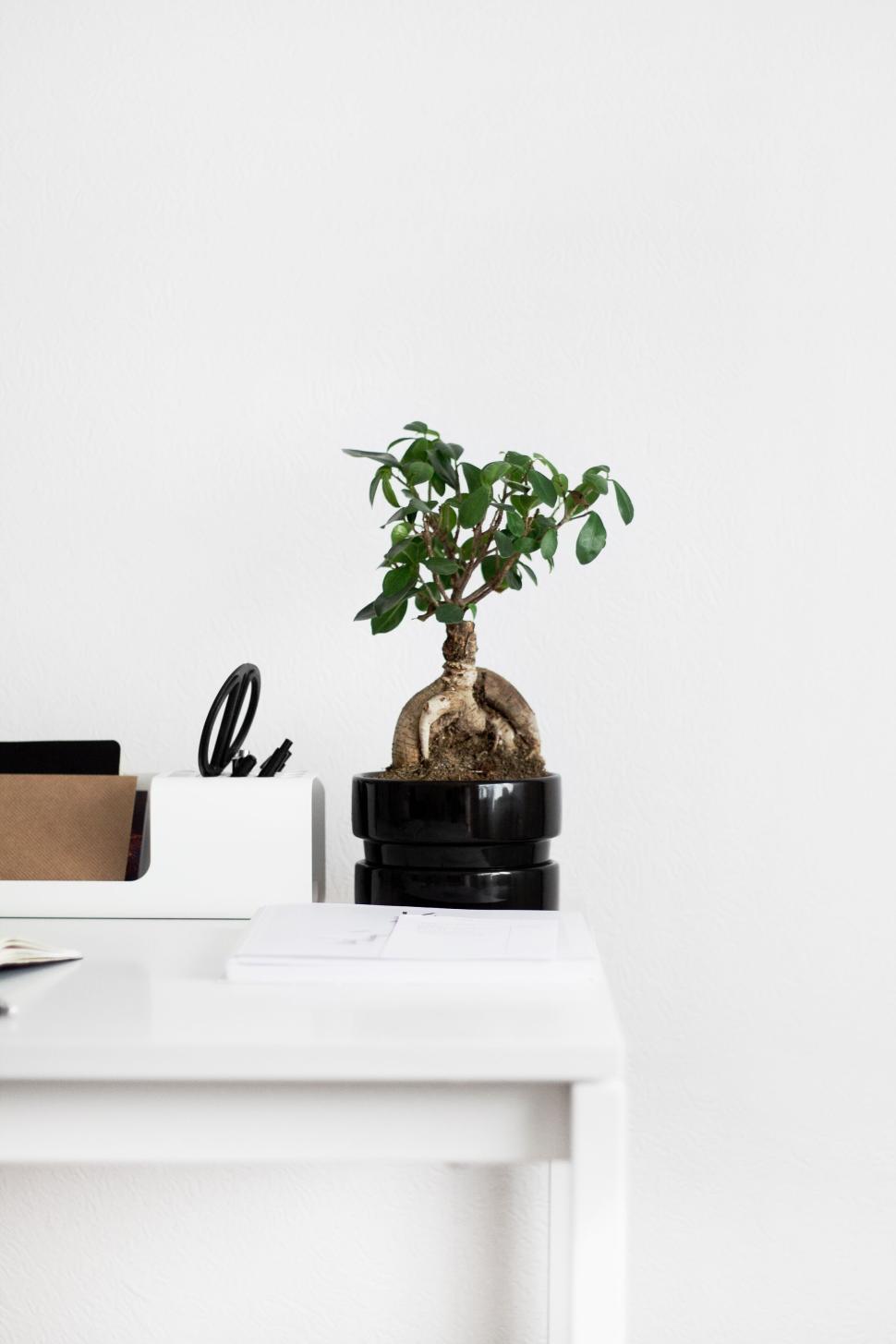 Free Image of Small bonsai tree on a desk in a minimalist setting 