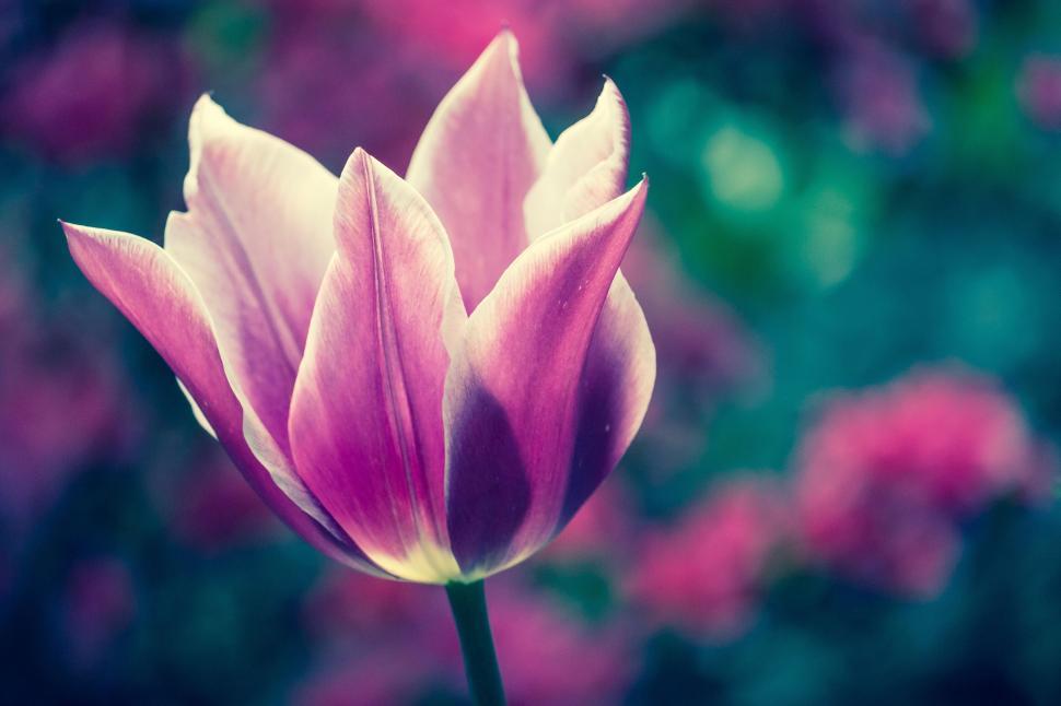 Free Image of Single pink tulip against a vibrant, blurred background 