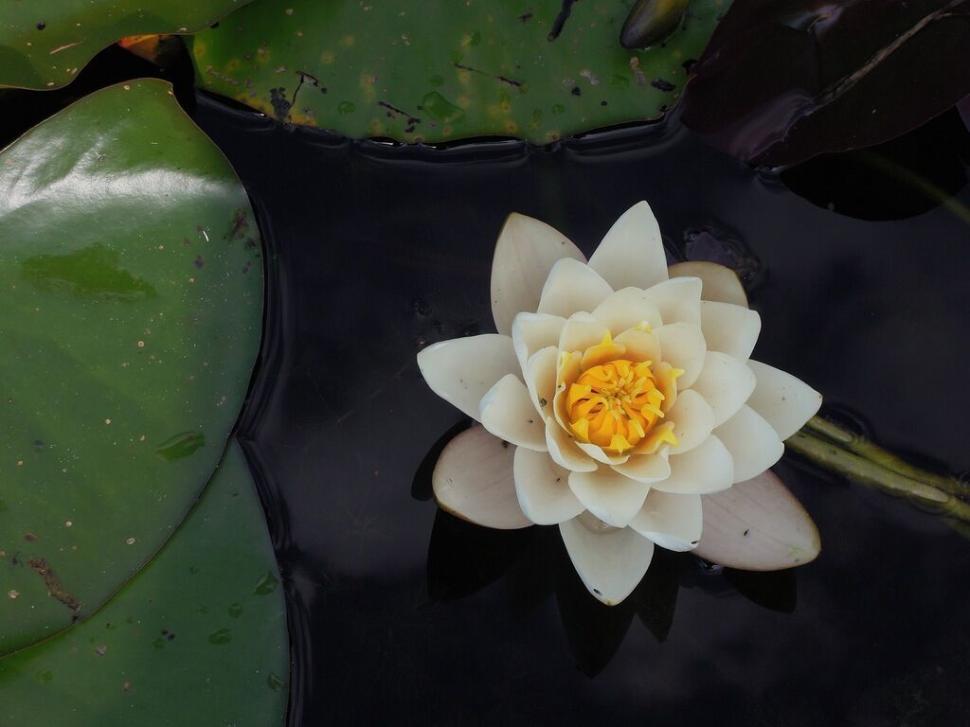 Free Image of Blossoming white flower blooms on dark water surface 