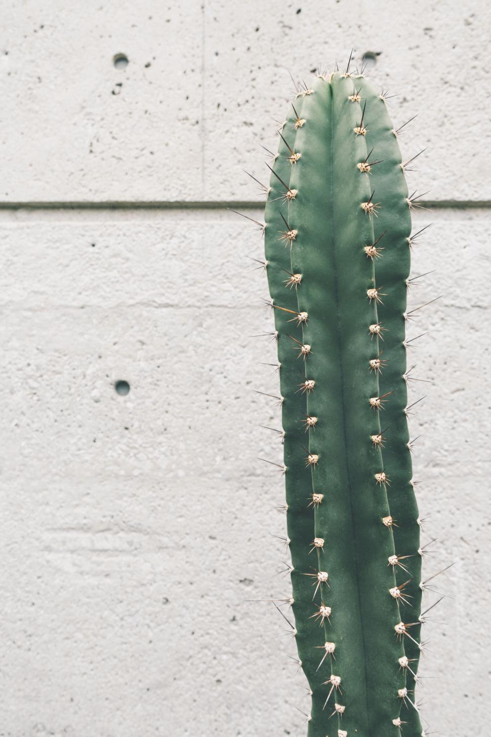 Free Image of Single tall cactus against a concrete wall background. 