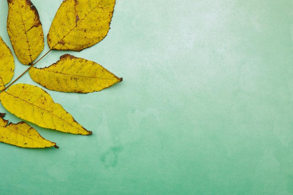 Free Image of Yellow leaves on green pastel background in autumn light 